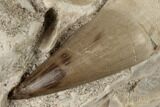 Fossil Rooted Mosasaur (Prognathodon) Tooth In Rock- Morocco #192521-1